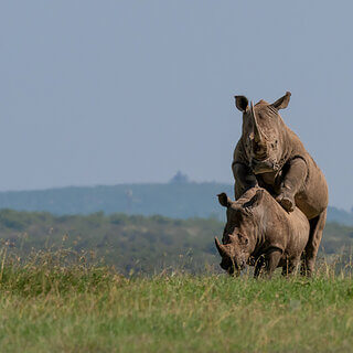 Solio - Mating white rhinos